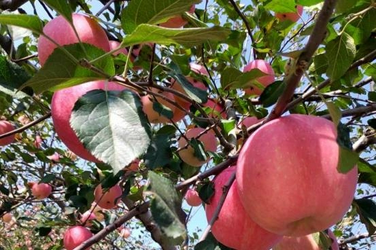 段力引苹果大王段力引的追求