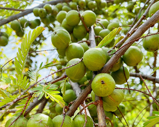 云南特产:滇橄榄(余甘子)