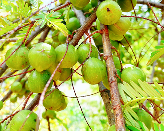 云南特产:滇橄榄(余甘子)