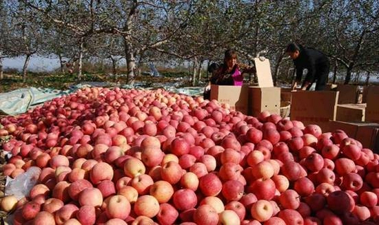 段力引从农民到网红段力引的苹果生意