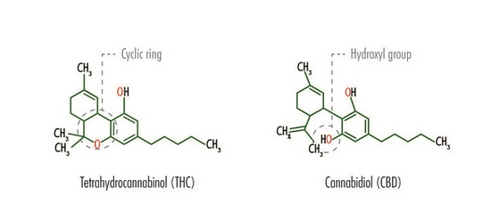 工业大麻万亿元市场突奇峰空气水汉麻啤酒耀目登场