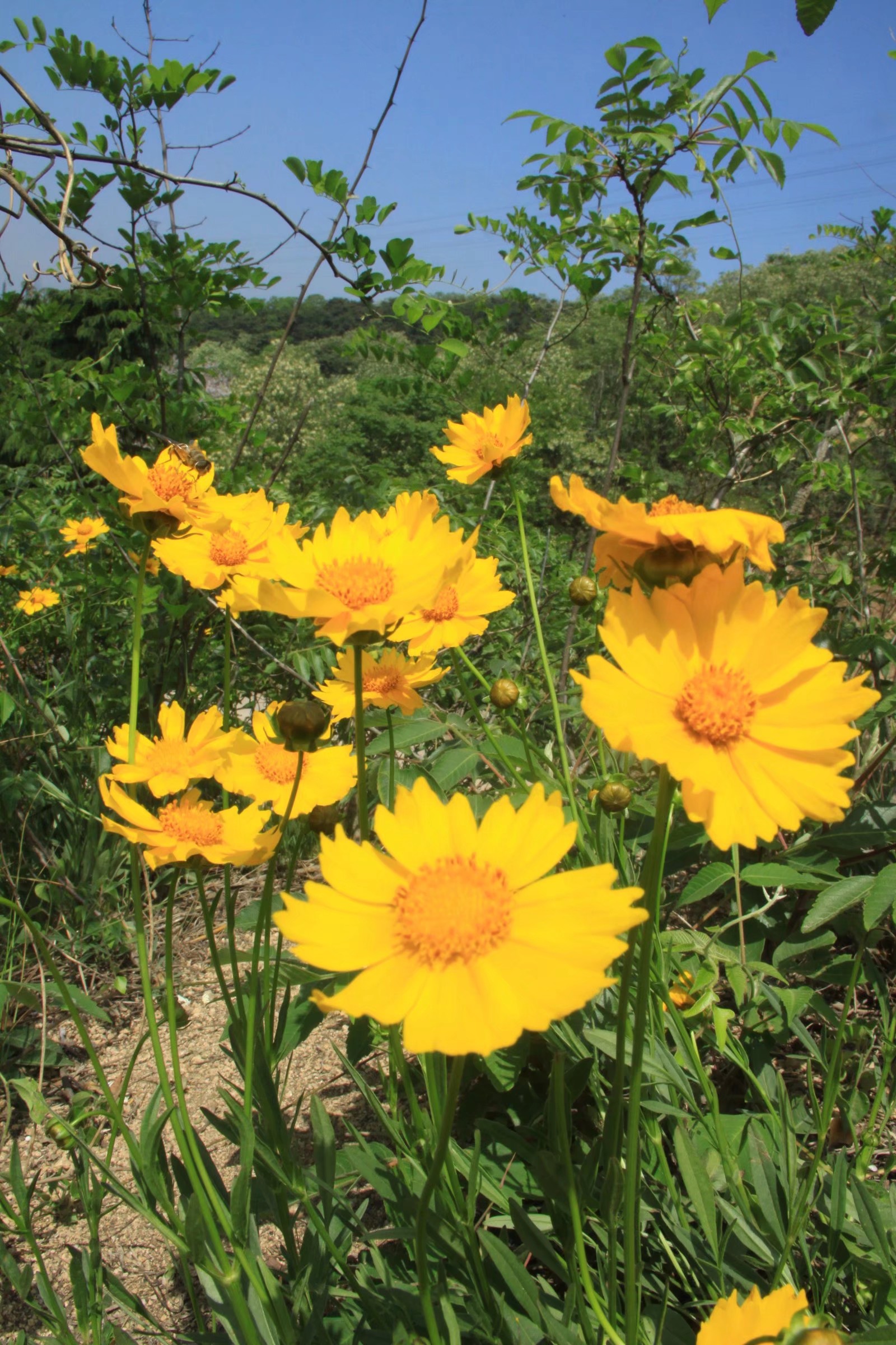 山坡上生长的金鸡菊