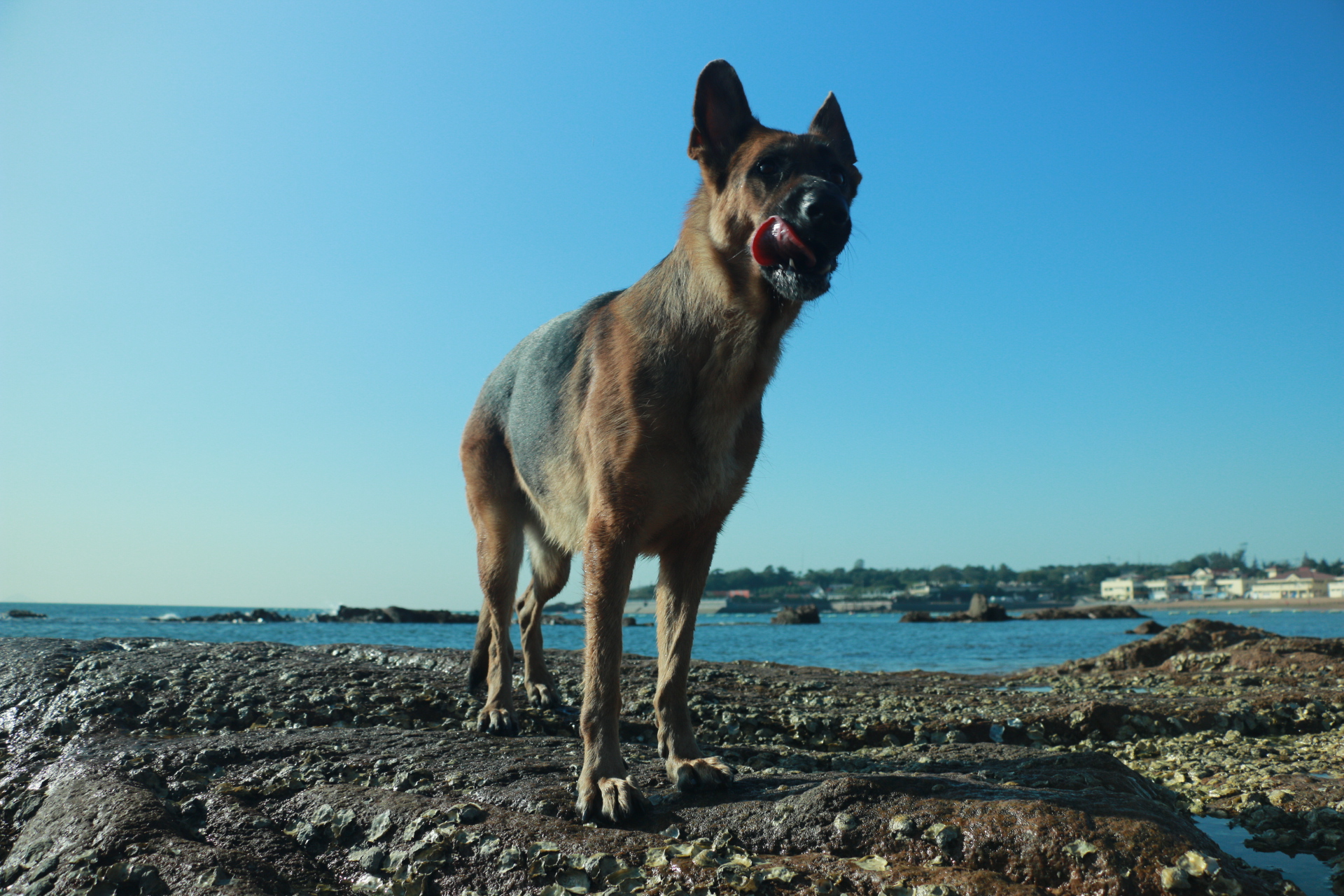德国牧羊犬在海边_高清图集_新浪网