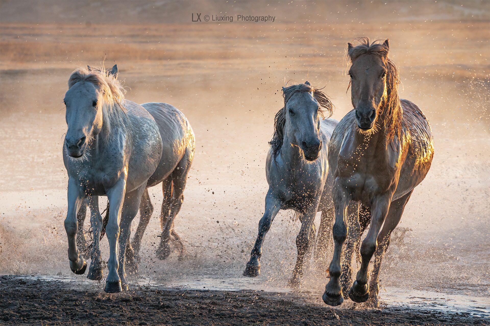 秋天的坝上,骏马奔腾