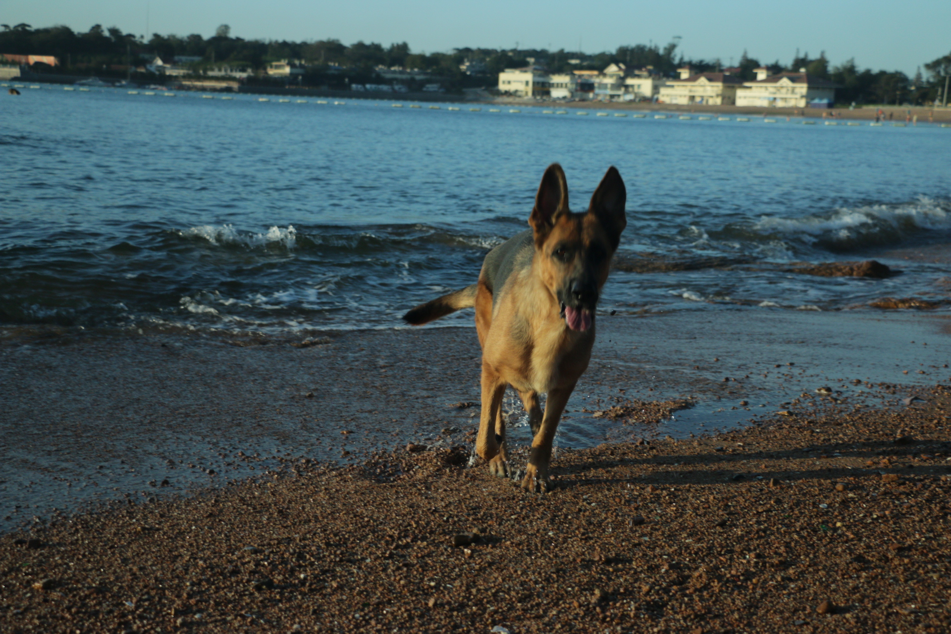 威猛的德国牧羊犬