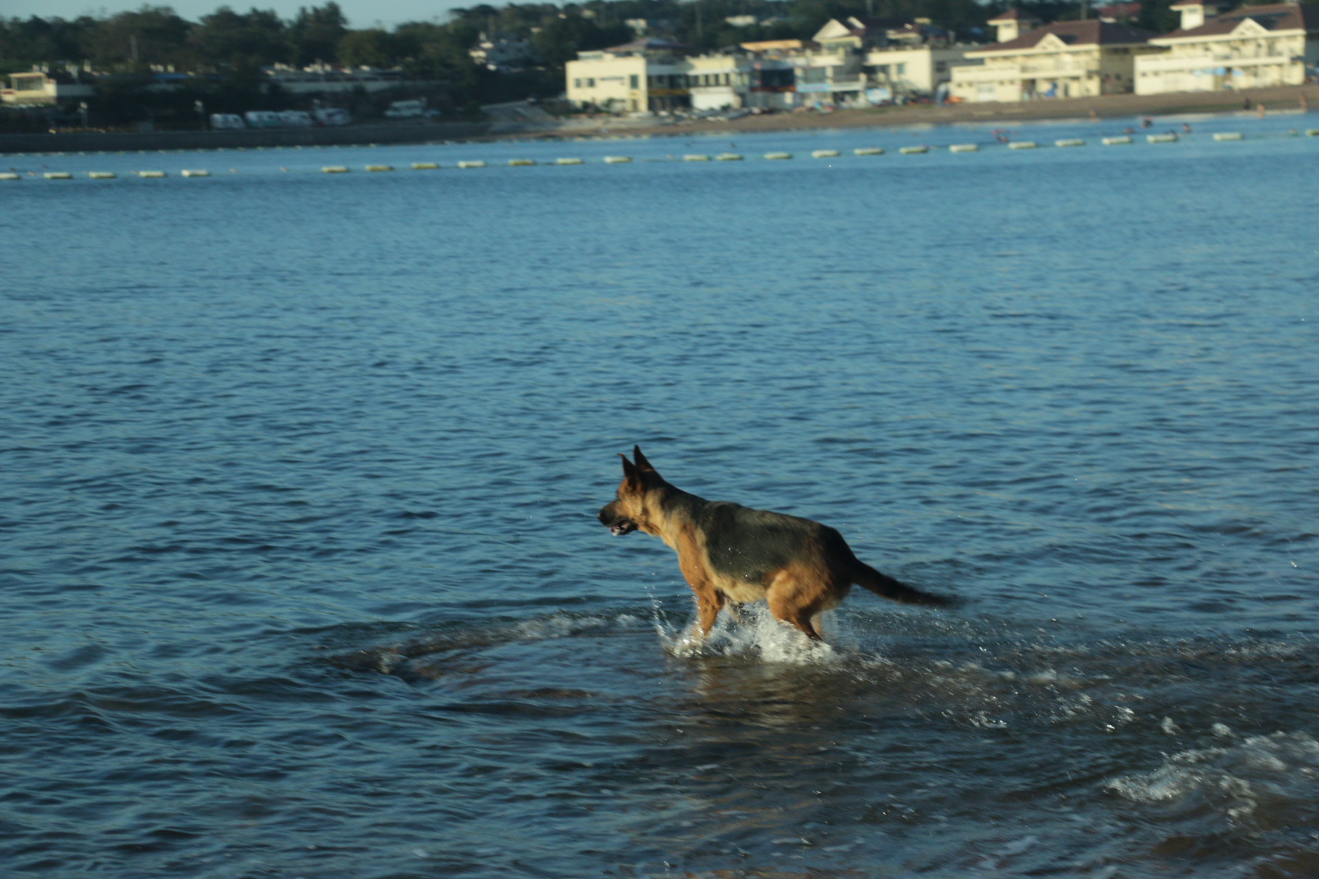 威猛的德国牧羊犬