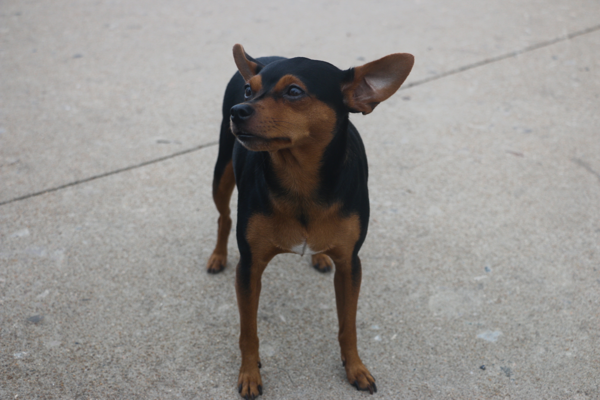 户外行摄宠物犬小鹿犬