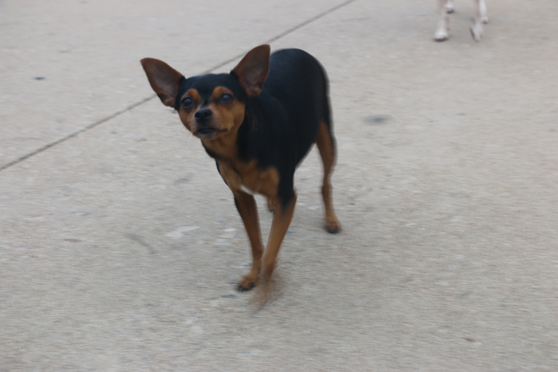 户外行摄宠物犬小鹿犬