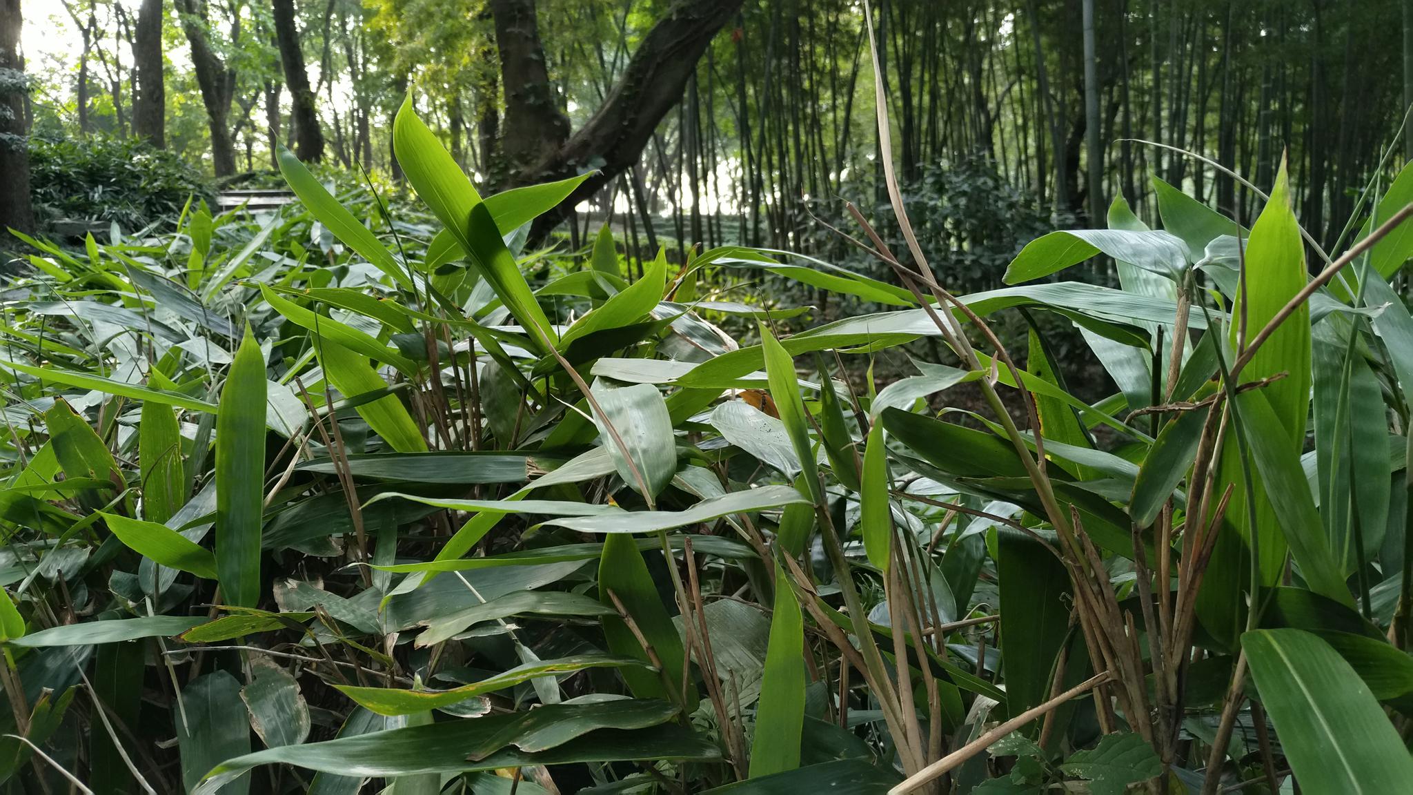 箬叶端午粽子衣雨雪蓑衣笠