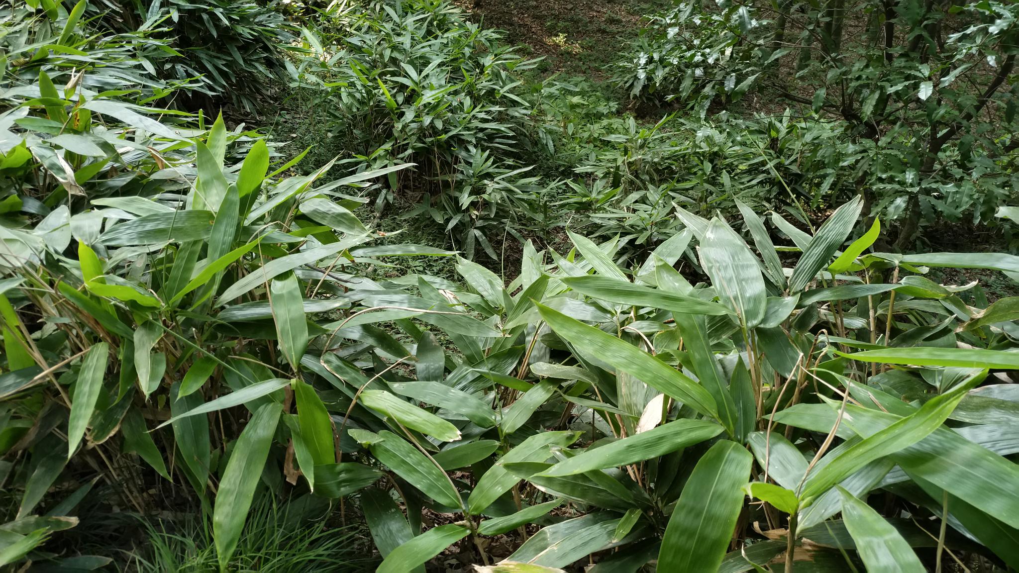 箬叶端午粽子衣雨雪蓑衣笠
