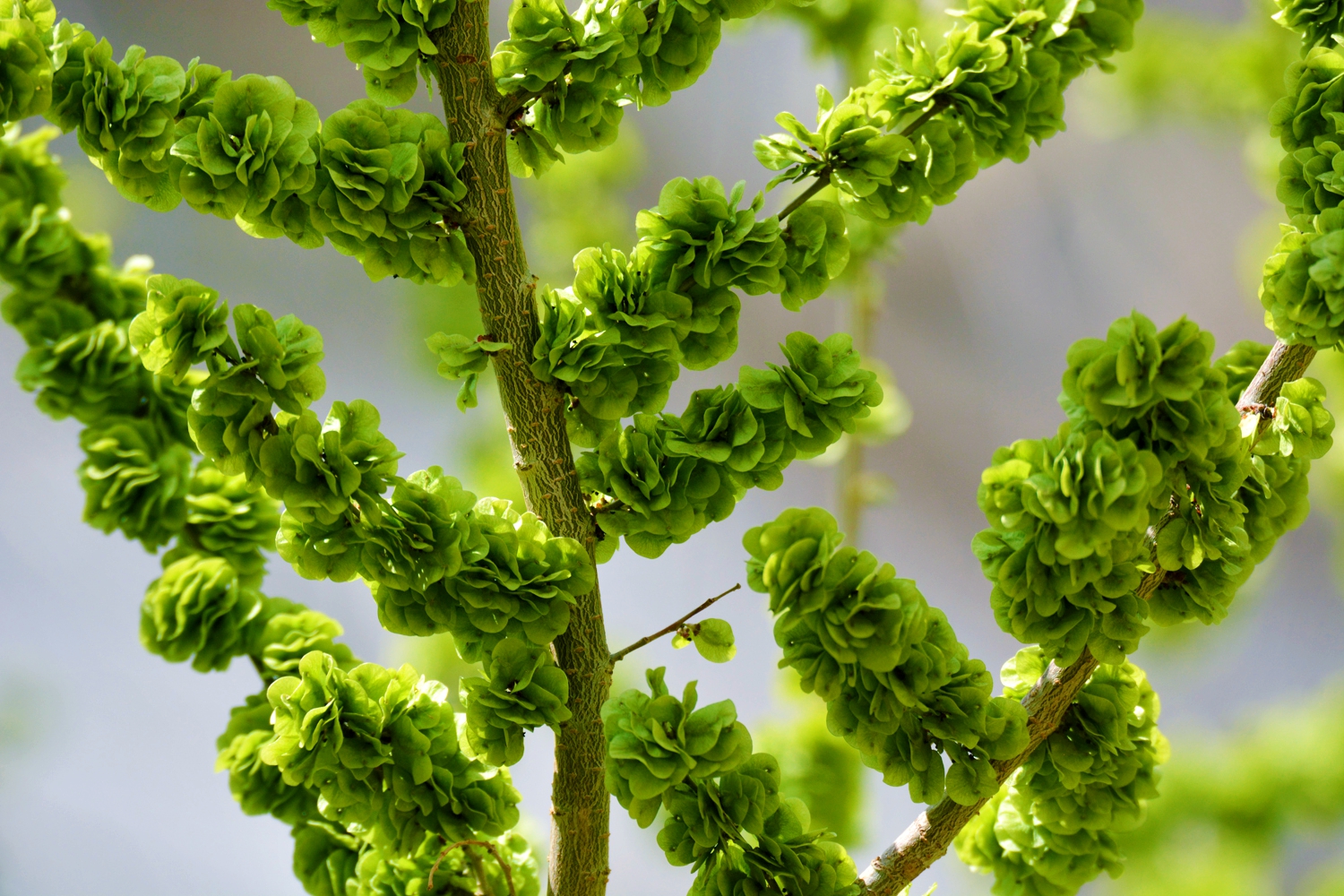 嫩绿的榆钱曾经是美味佳肴原创摄影