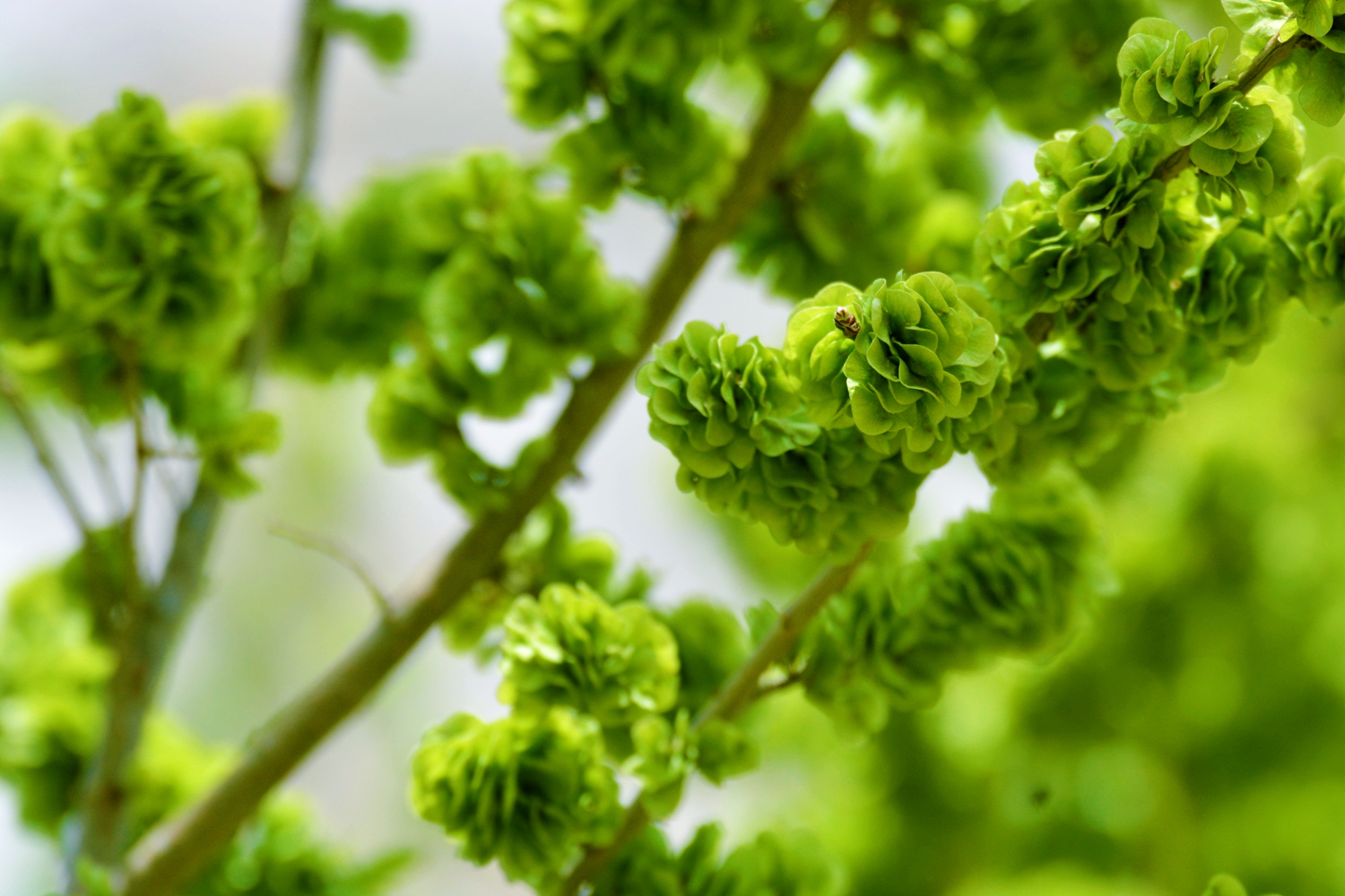 嫩绿的榆钱曾经是美味佳肴原创摄影