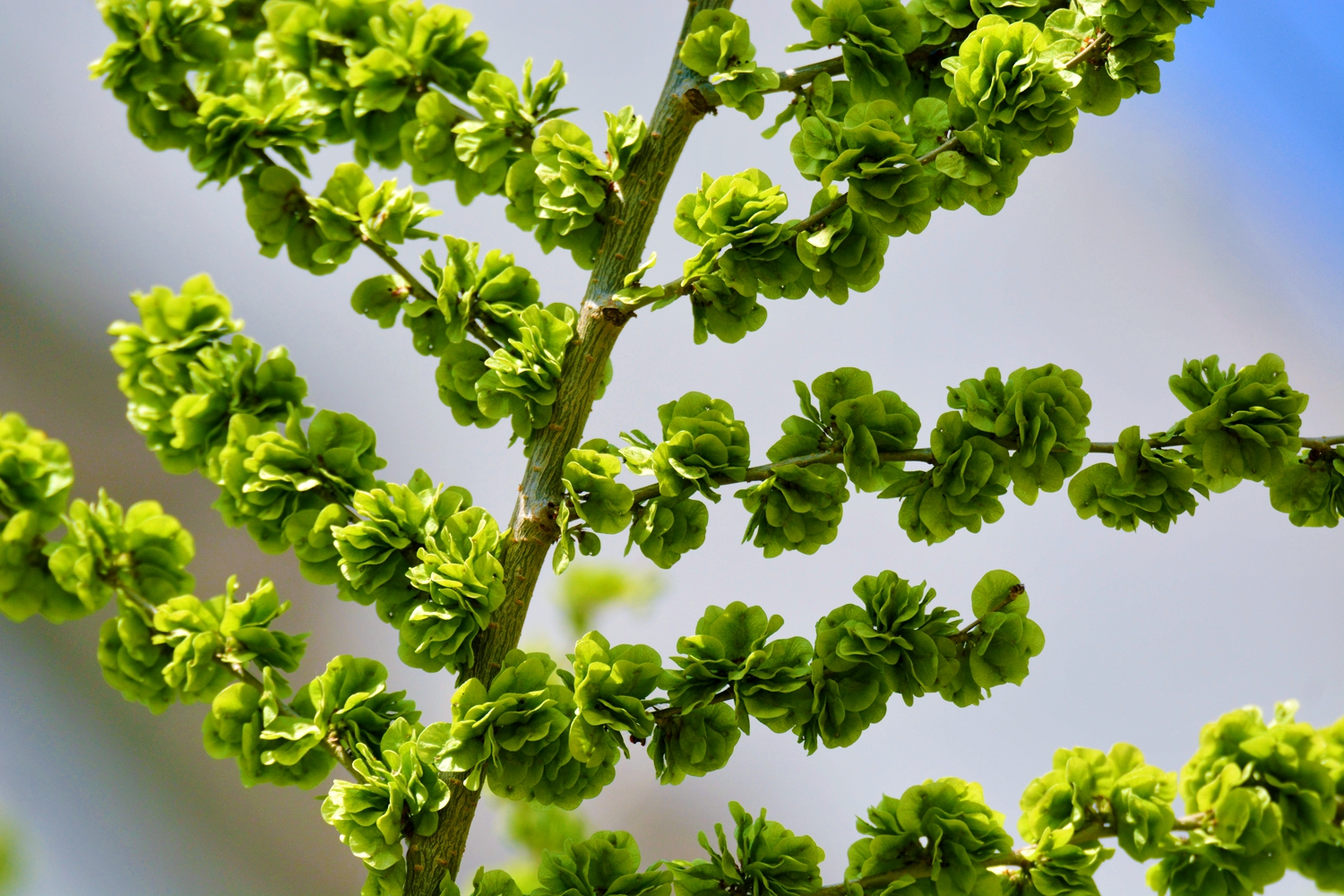 嫩绿的榆钱曾经是美味佳肴原创摄影