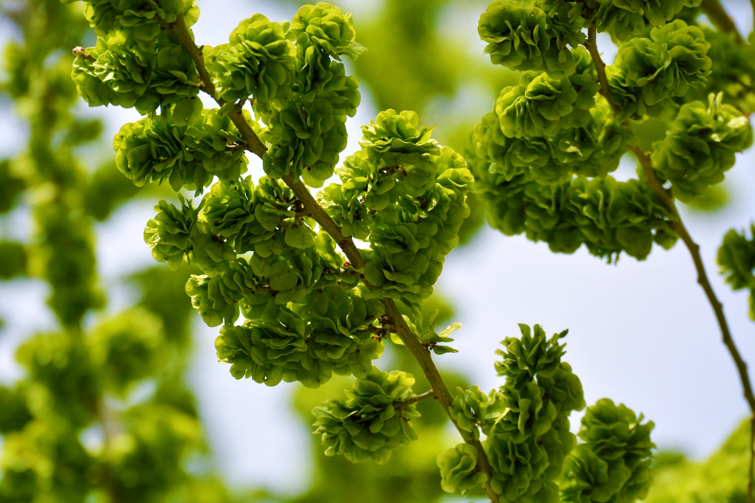 嫩绿的榆钱曾经是美味佳肴原创摄影