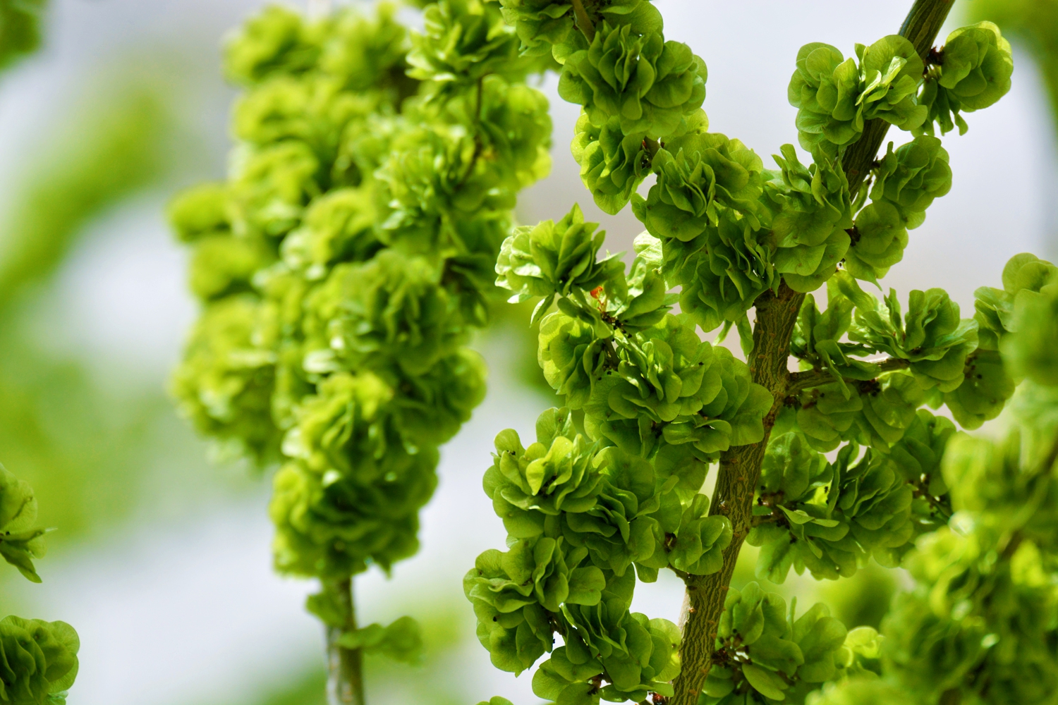 嫩绿的榆钱曾经是美味佳肴原创摄影