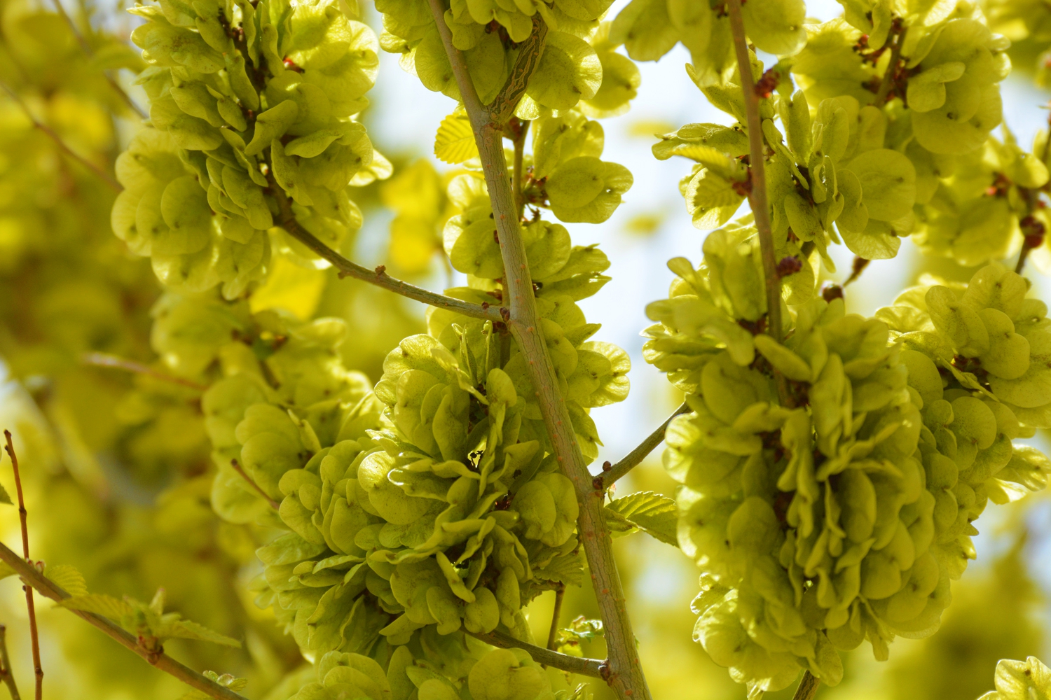 金叶榆的榆钱儿也是金色的原创摄影