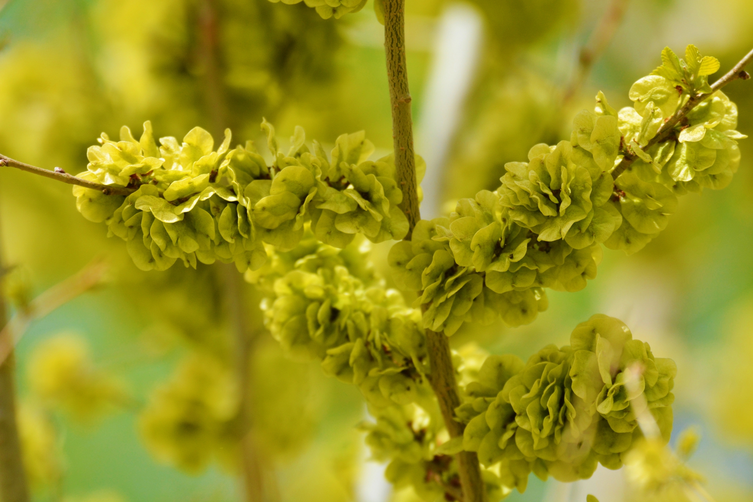 再来一组美丽的金叶榆的榆钱儿原创摄影