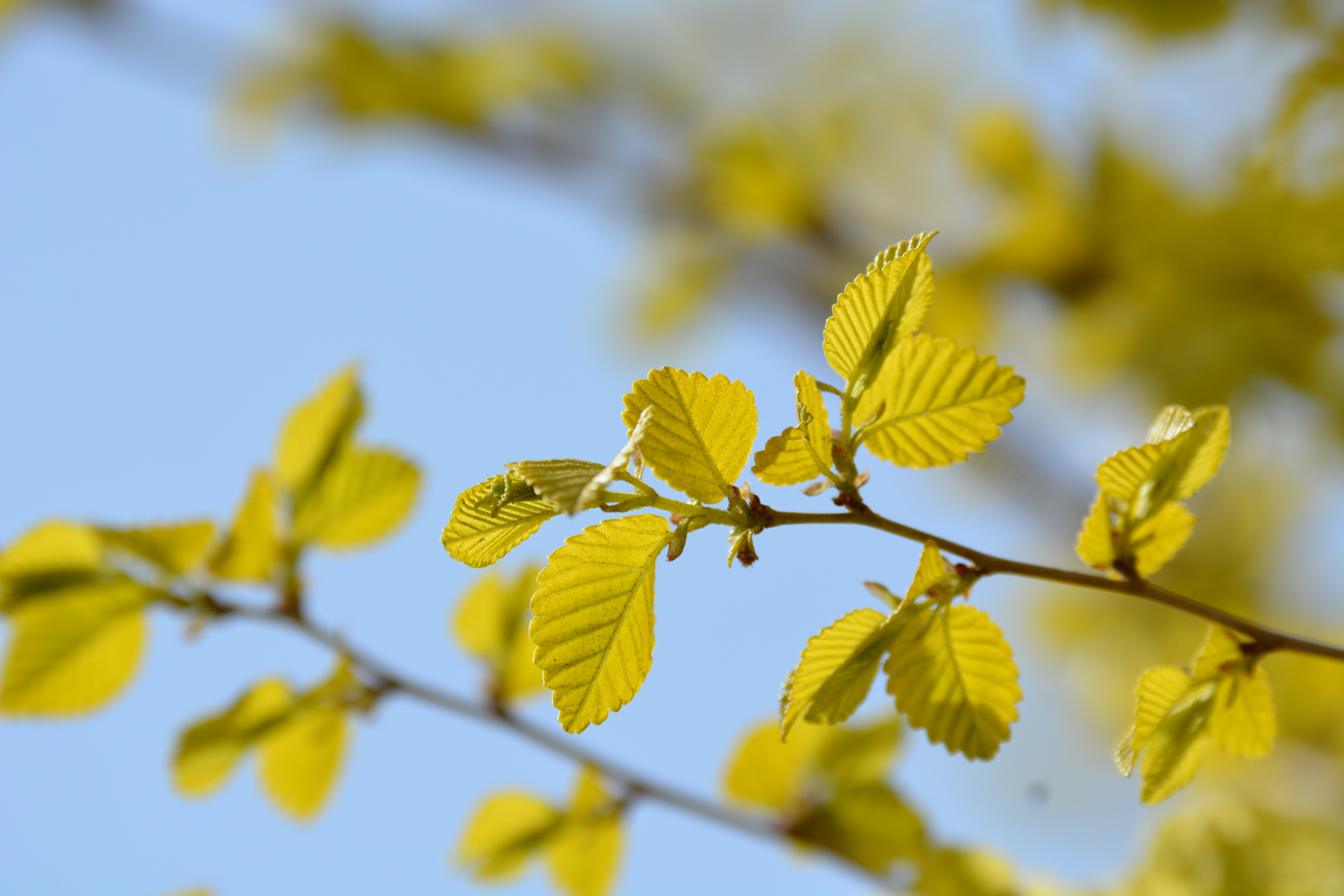 金叶榆的叶子也很漂亮,原创摄影