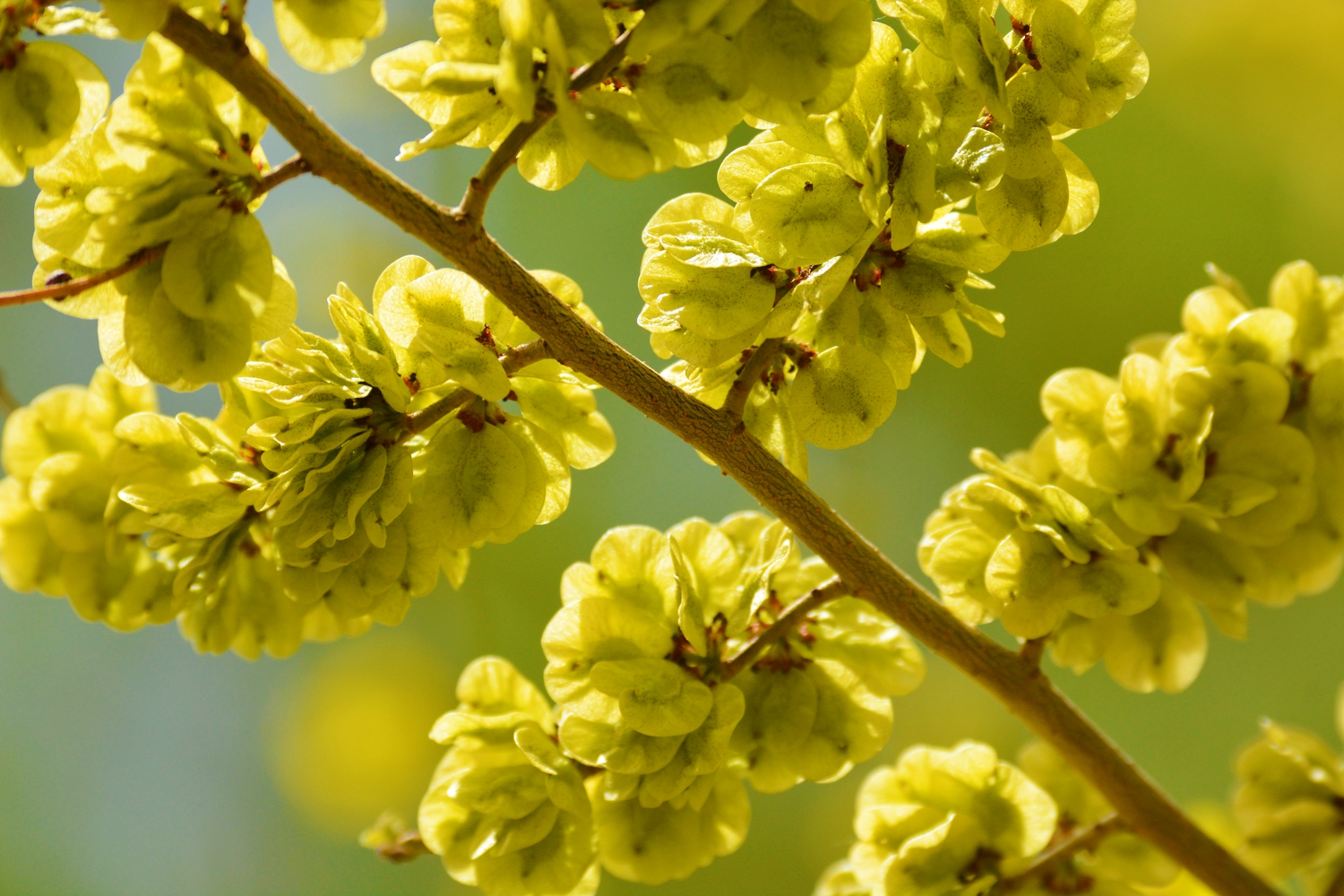 再来一组美丽的金叶榆的榆钱儿原创摄影