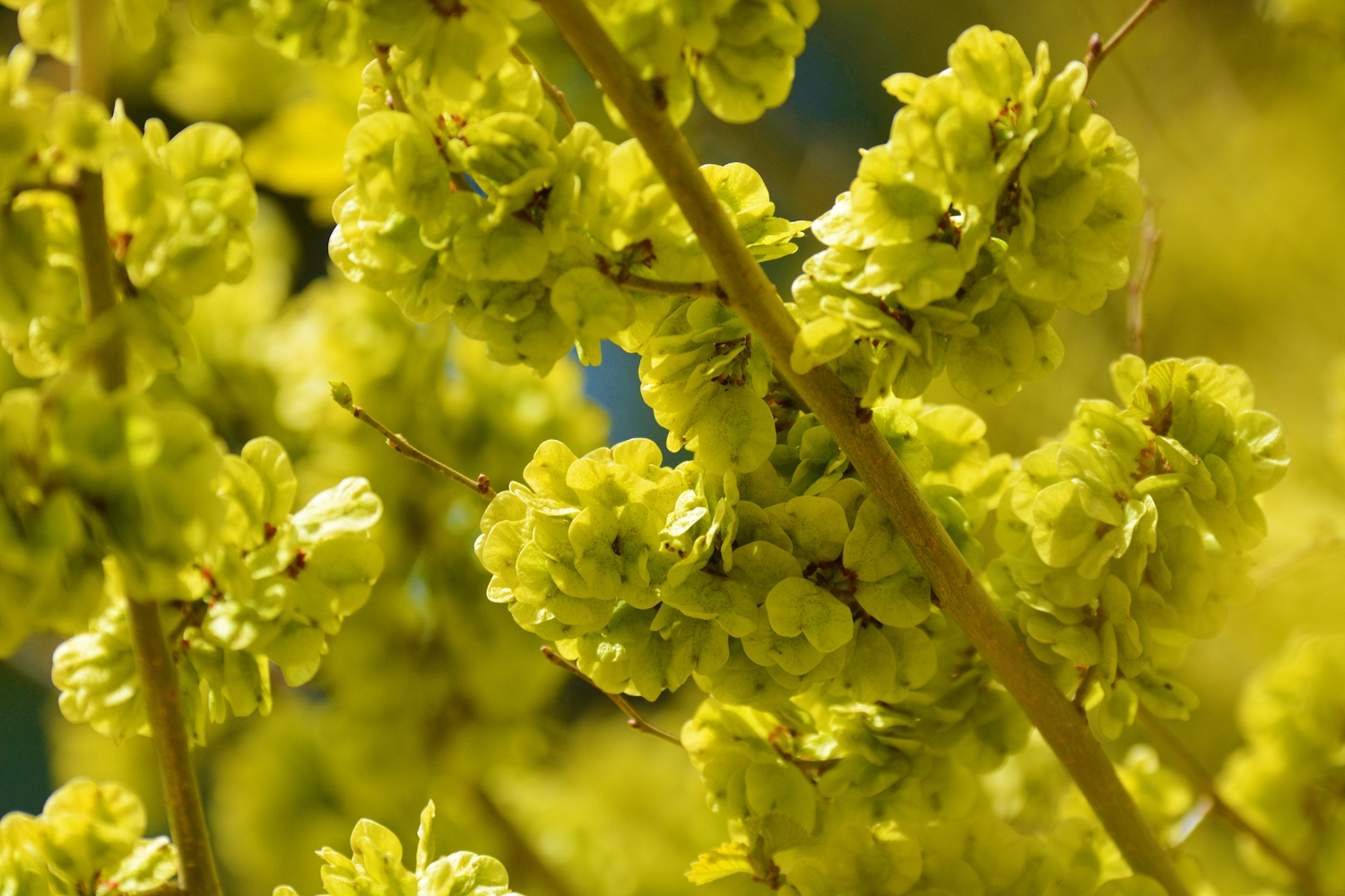 再来一组美丽的金叶榆的榆钱儿原创摄影