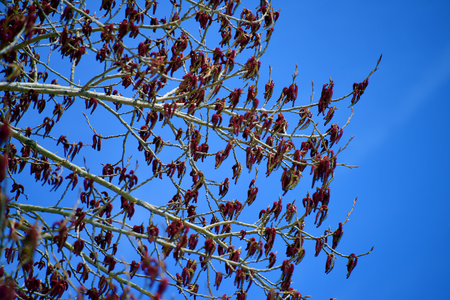 枫叶杨的树狗儿花序很特别,原创摄影