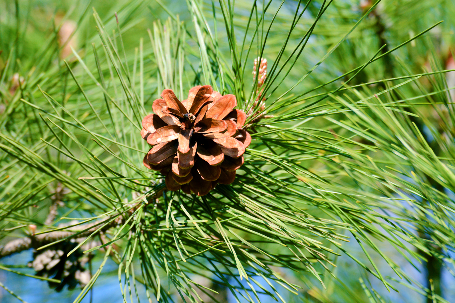 asp.net上传图片代码到数据库