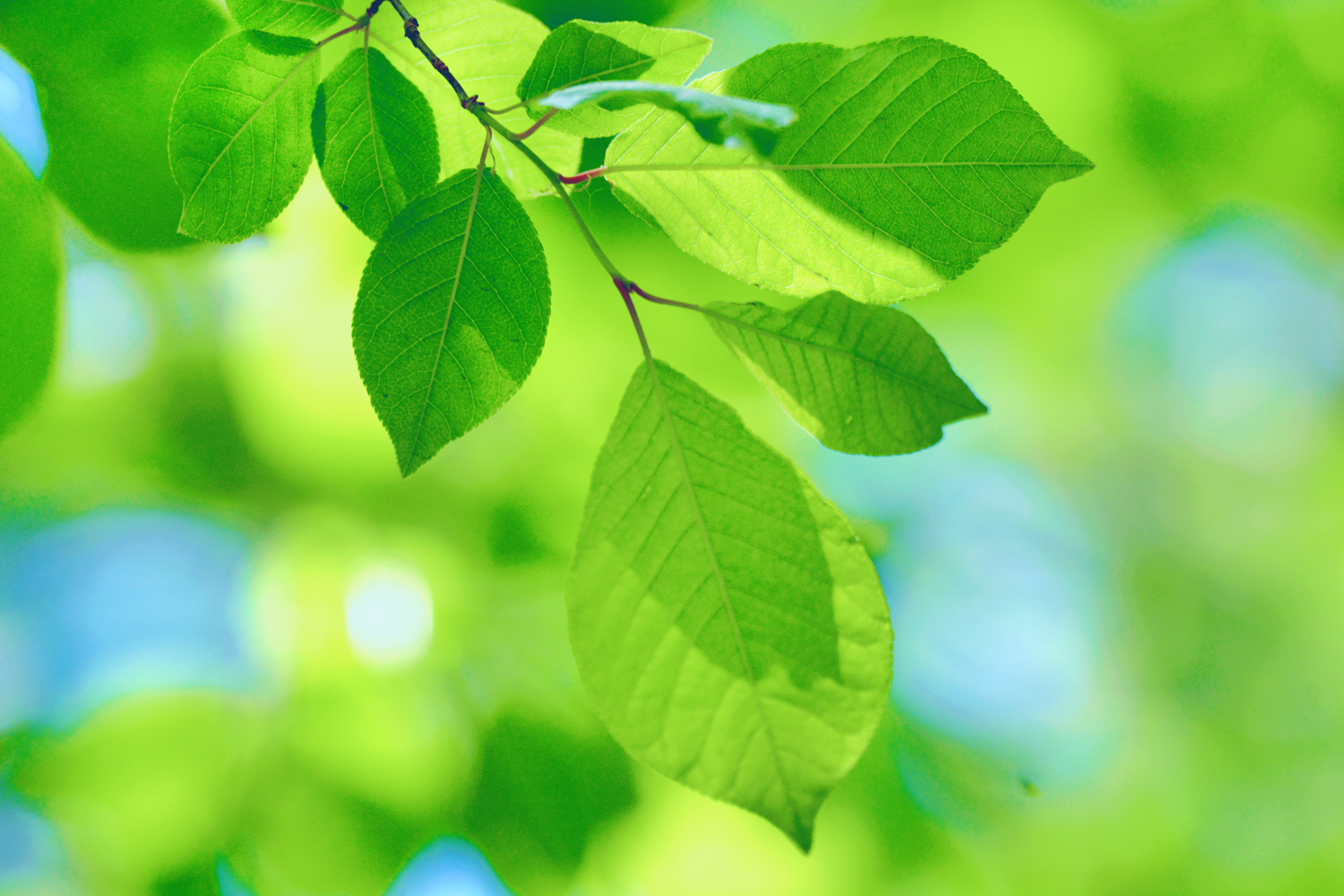 稠李树的叶子非常漂亮有型,原创摄影