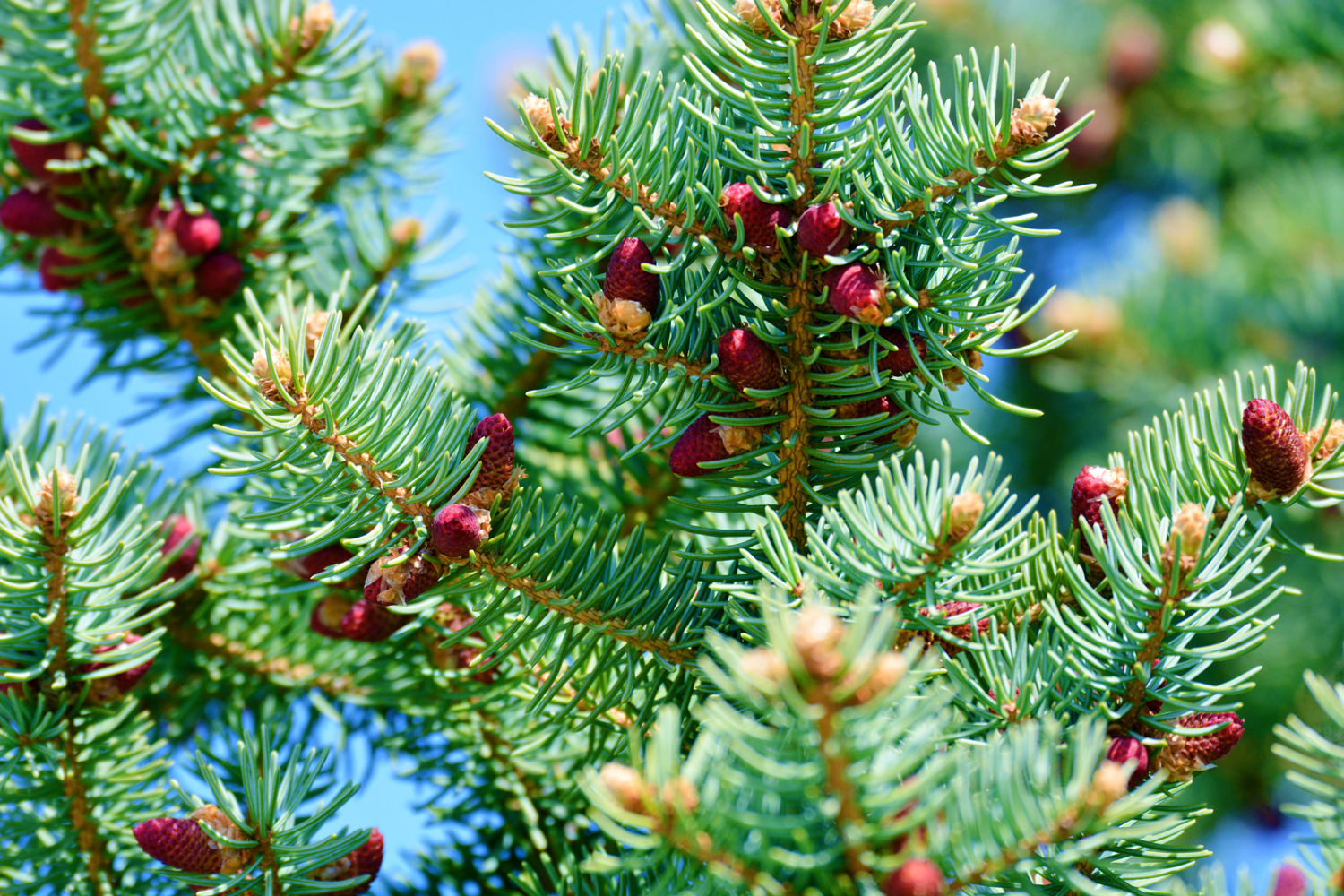 春天云杉的花或者是果变幻莫测,原创摄影