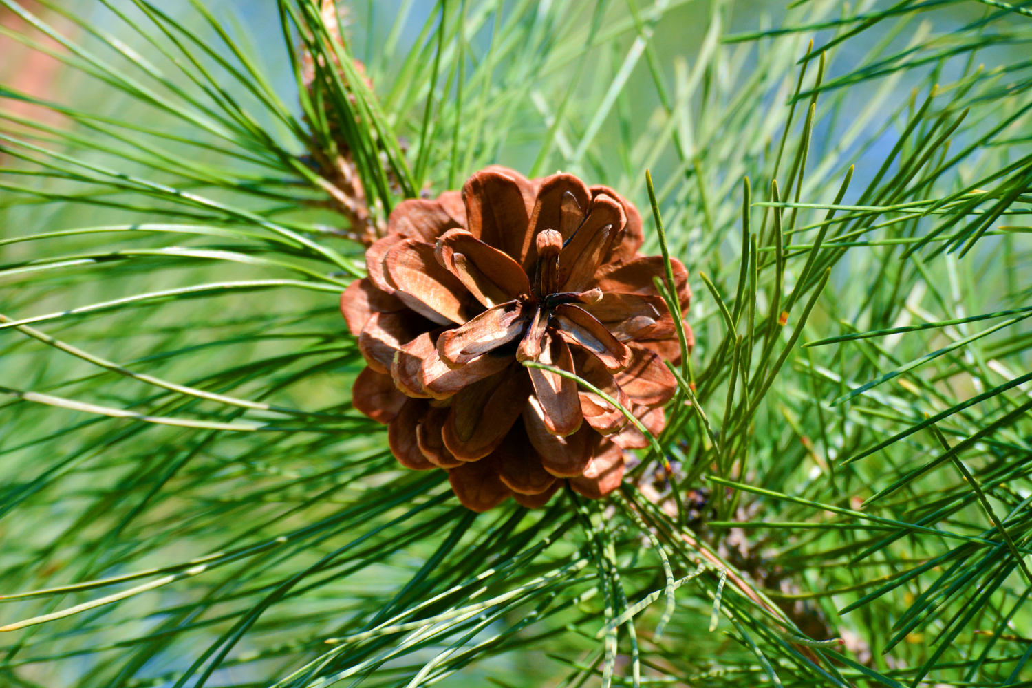 春天马尾松的松果很好看,原创摄影