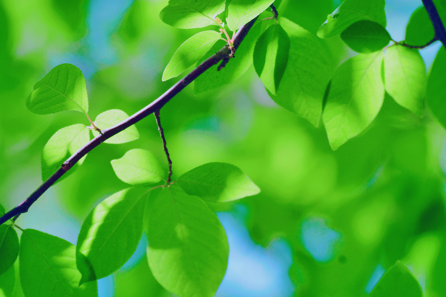 稠李树的叶子非常漂亮有型原创摄影