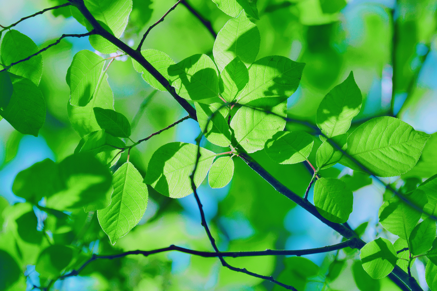 稠李树的叶子非常漂亮有型,原创摄影