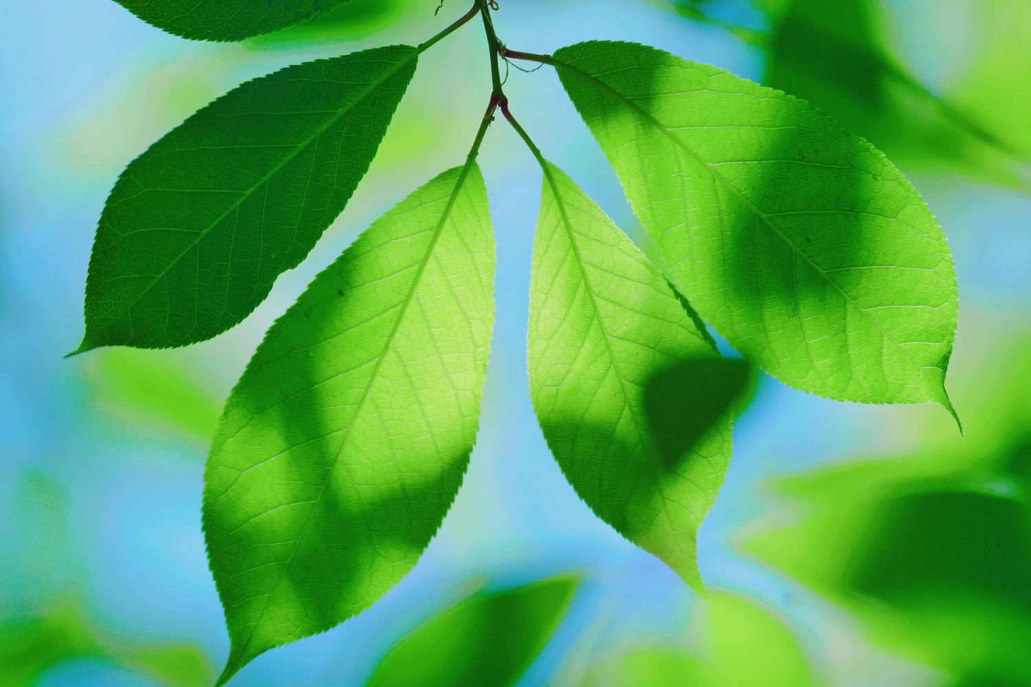 稠李树的叶子非常漂亮有型,原创摄影