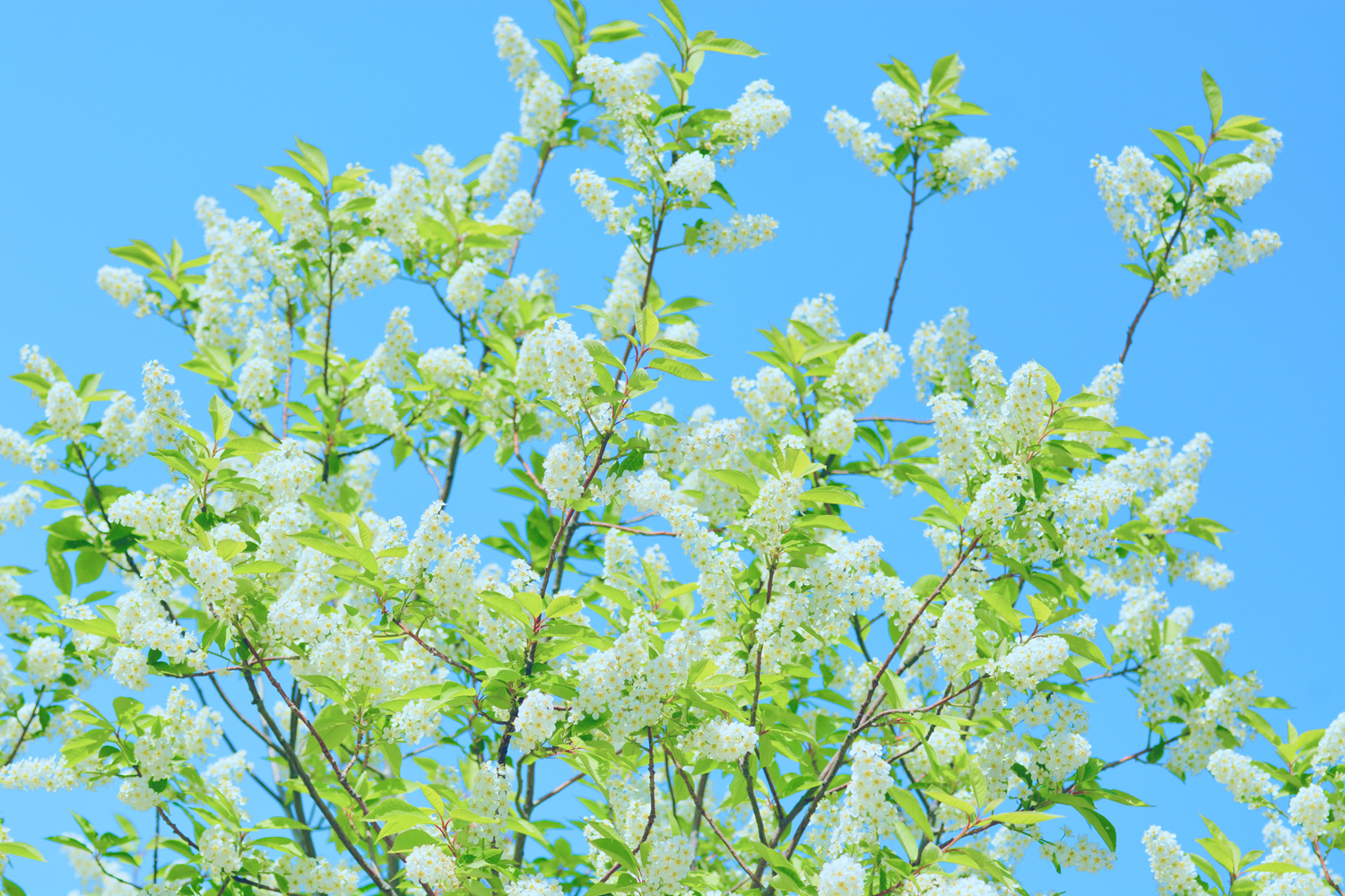 春天的稠李花馥郁芬芳原创摄影