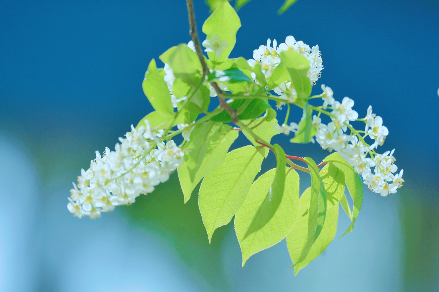 美丽的稠李花,美丽的心情,原创摄影