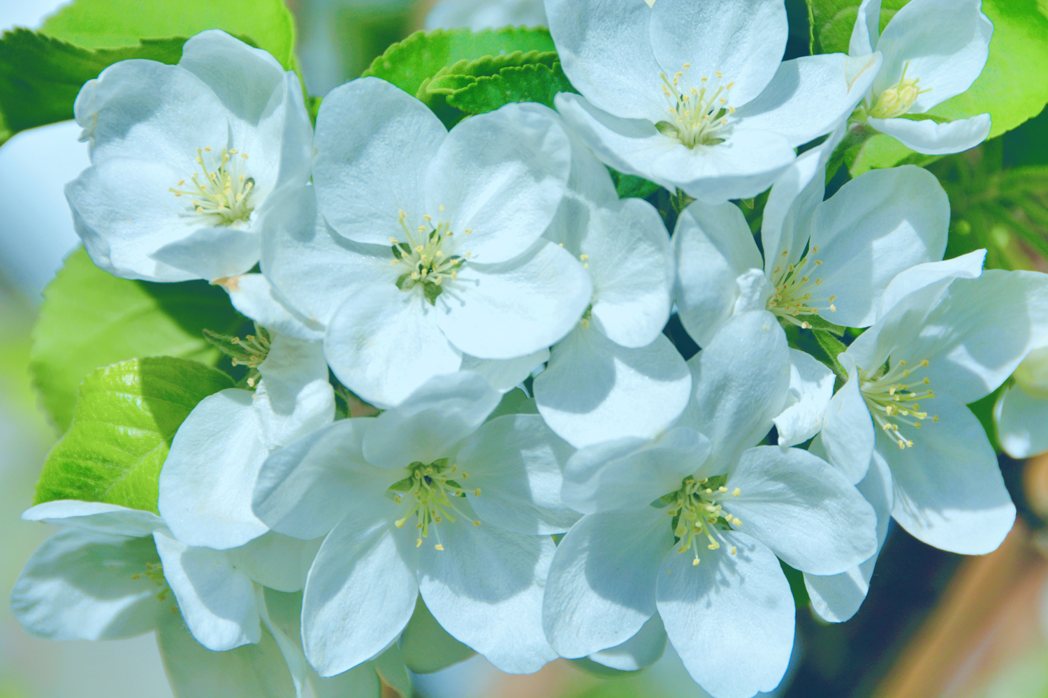 再来一组洁白素雅的海棠果花,原创摄影