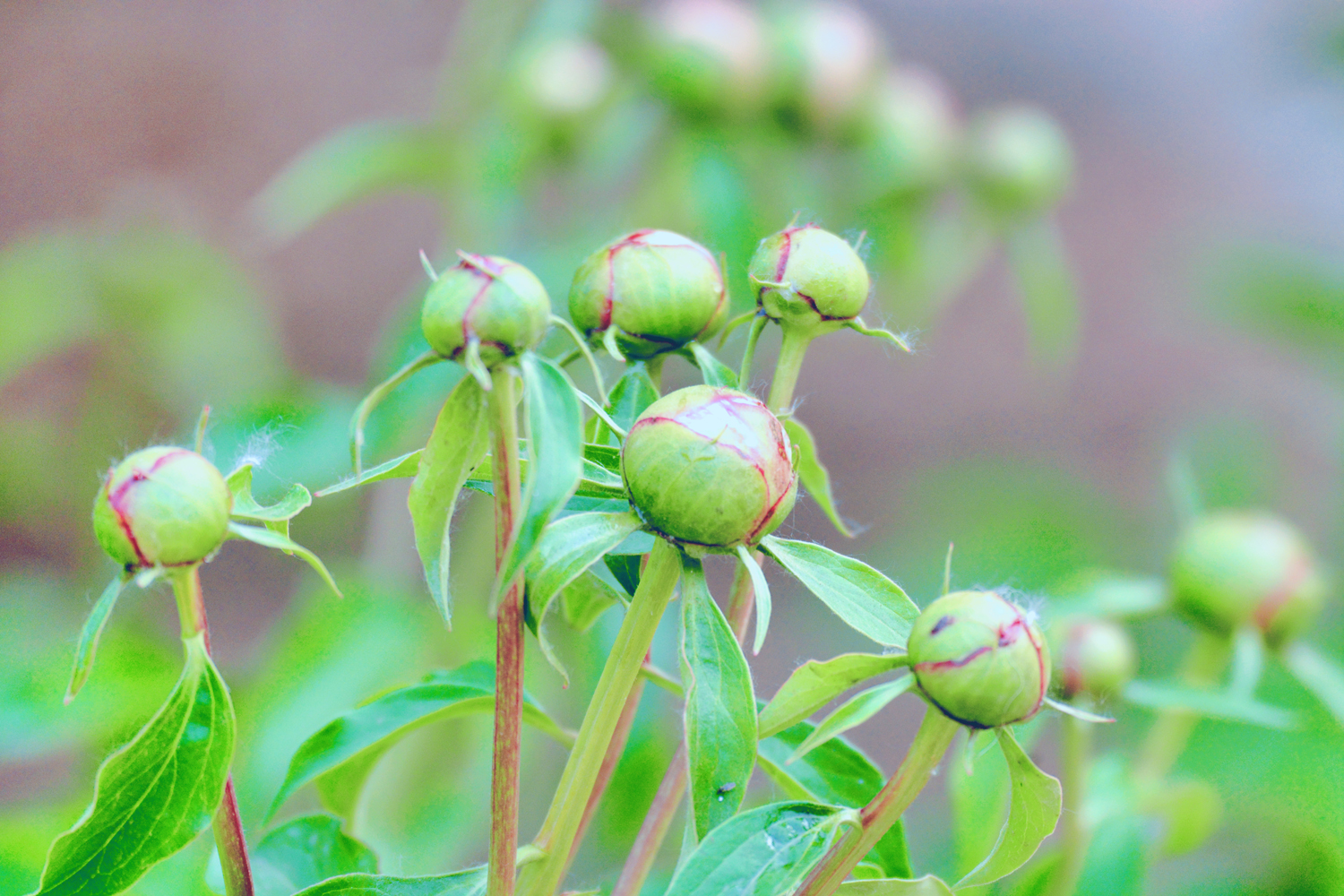 芍药花的花骨朵,原创摄影芍药花的花骨朵,原创摄影芍