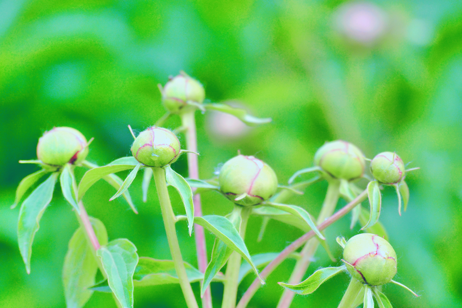 芍药花的花骨朵,原创摄影芍药花的花骨朵,原创摄影芍
