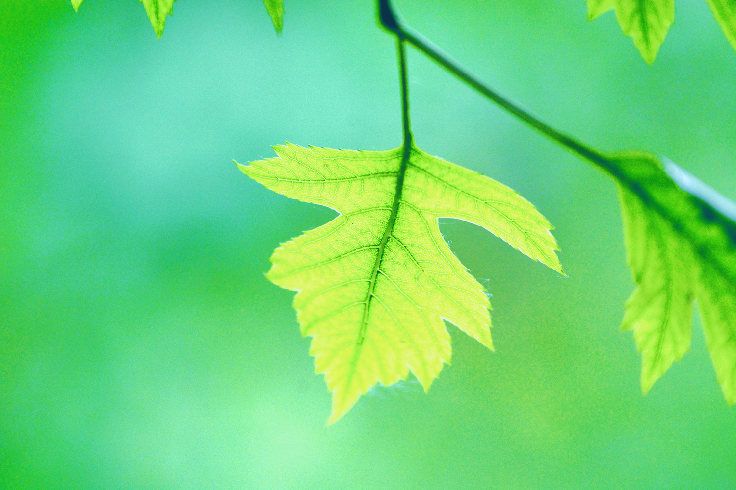 山楂树的叶子好看又特别,原创摄影