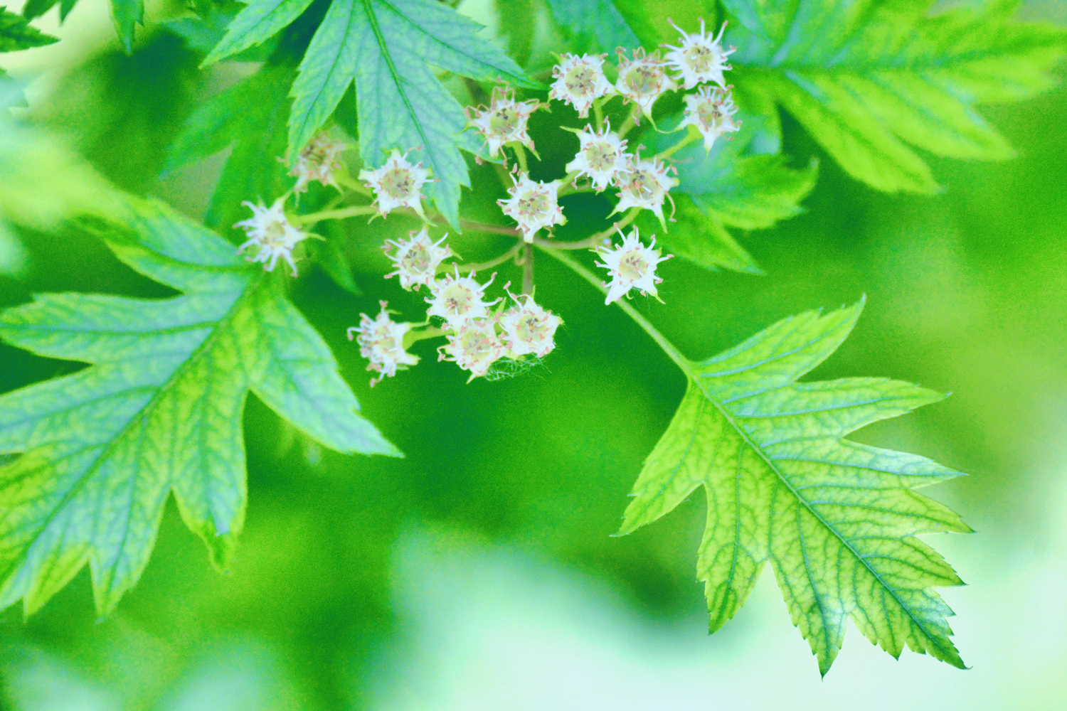 山楂树的叶子好看又特别原创摄影