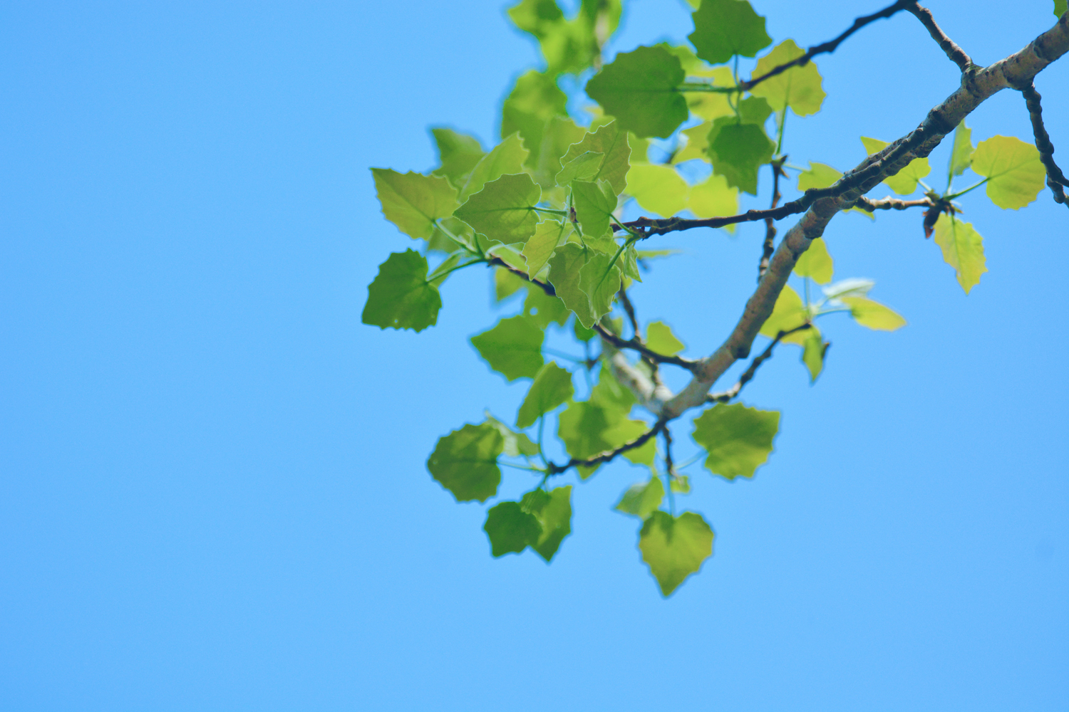 春天的杨树叶子也很好看,原创摄影