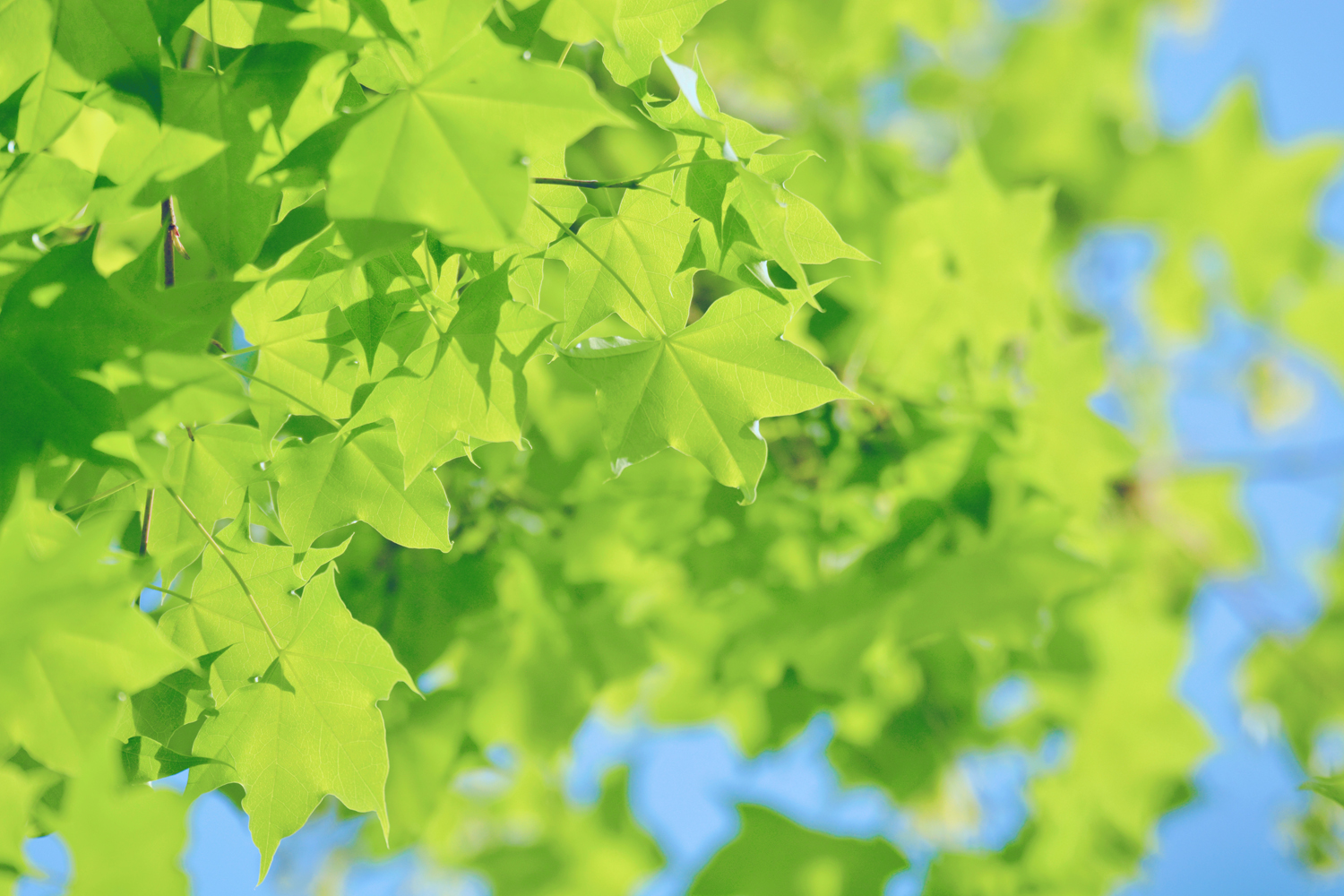 春天五角枫的树叶原创摄影