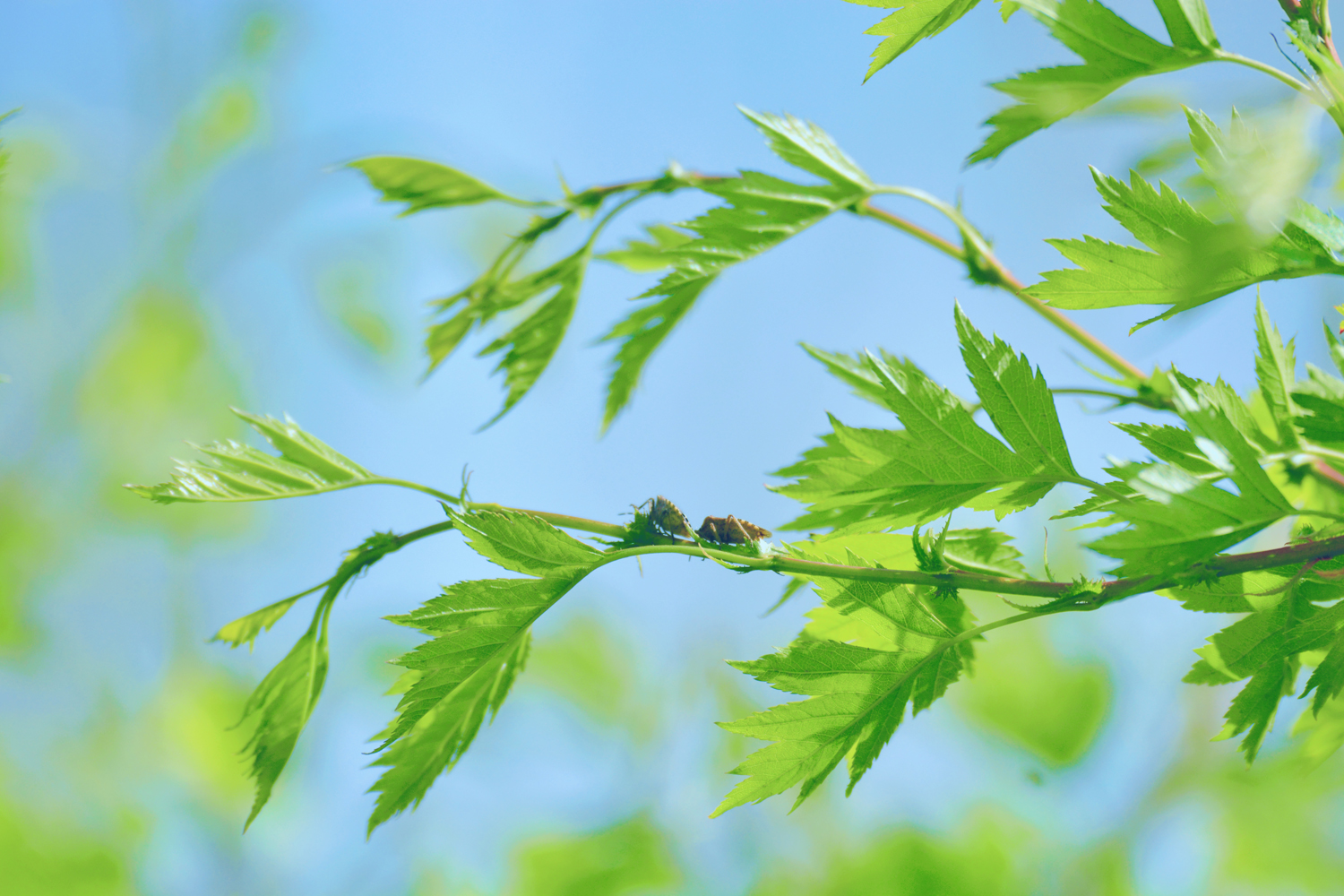 山楂树的叶子好看又特别,原创摄影