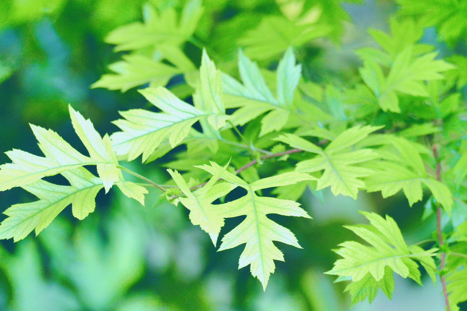 山楂树的叶子好看又特别原创摄影