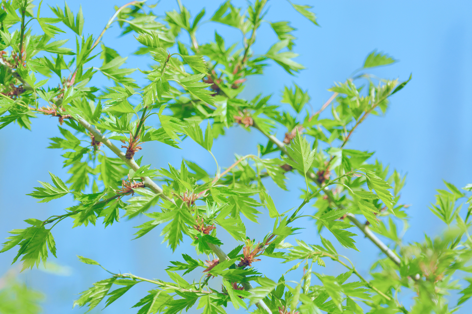 山楂树的叶子好看又特别原创摄影