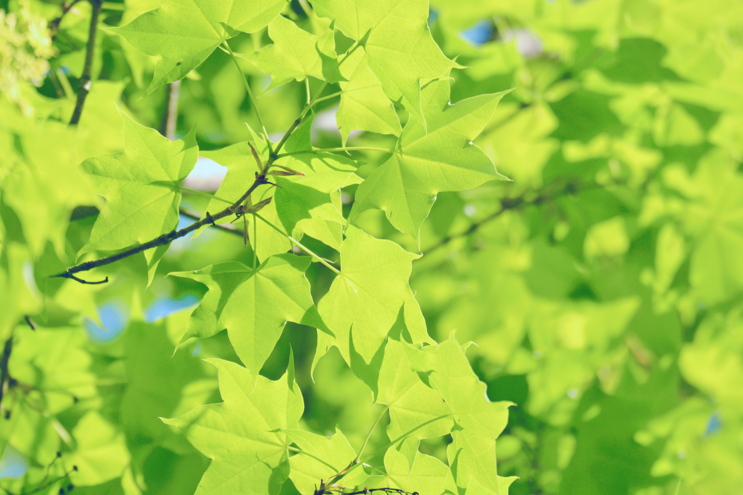 春天五角枫的树叶原创摄影