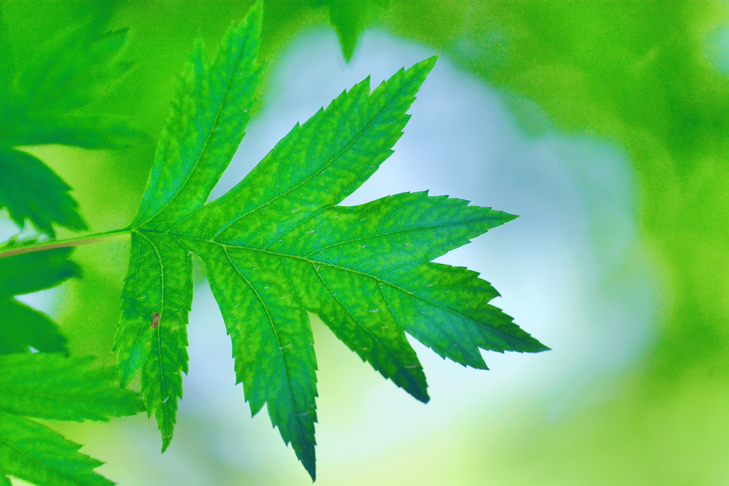 山楂树的叶子好看又特别,原创摄影