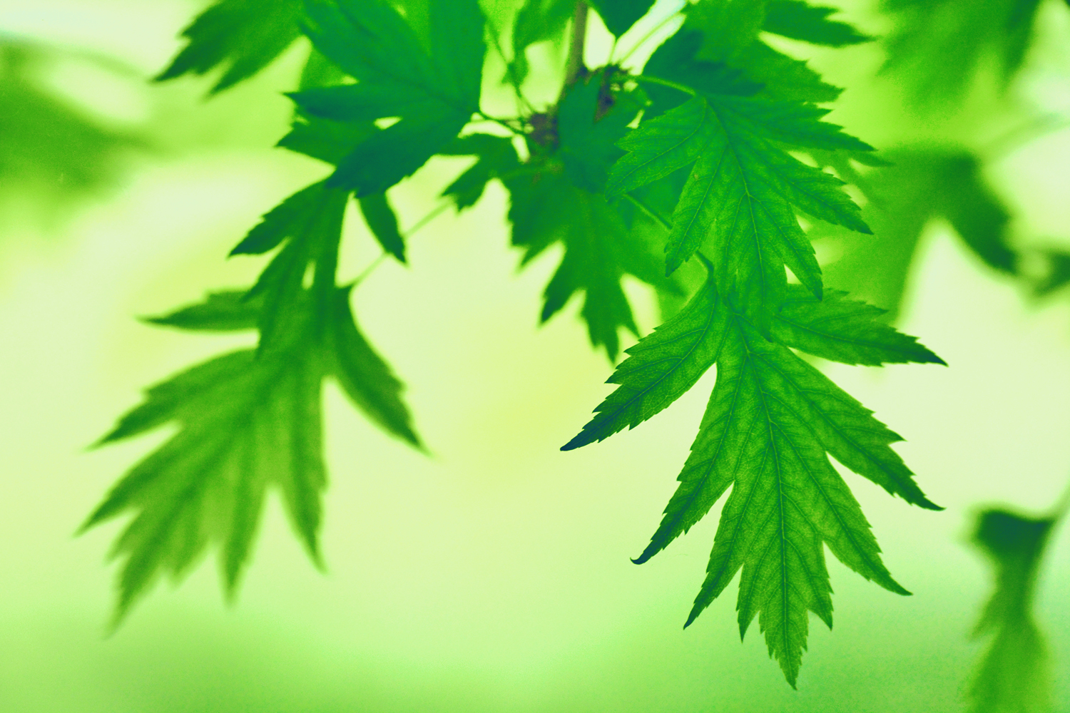 山楂树的叶子好看又特别原创摄影