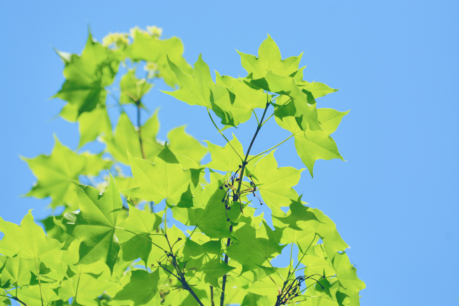 春天五角枫的树叶,原创摄影