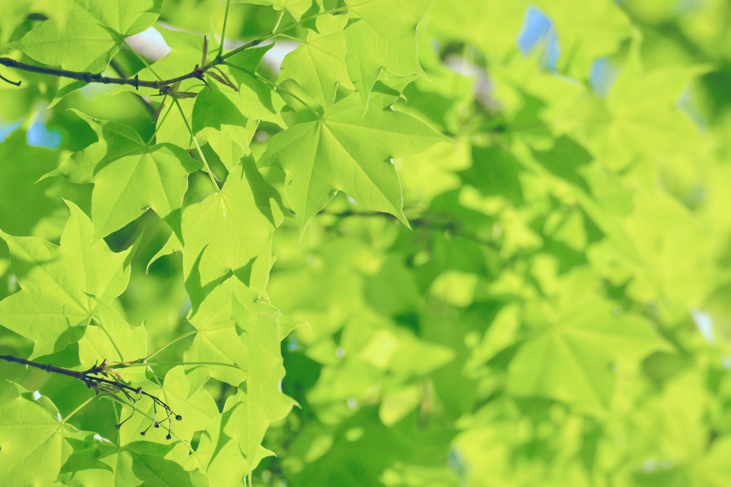 春天五角枫的树叶原创摄影