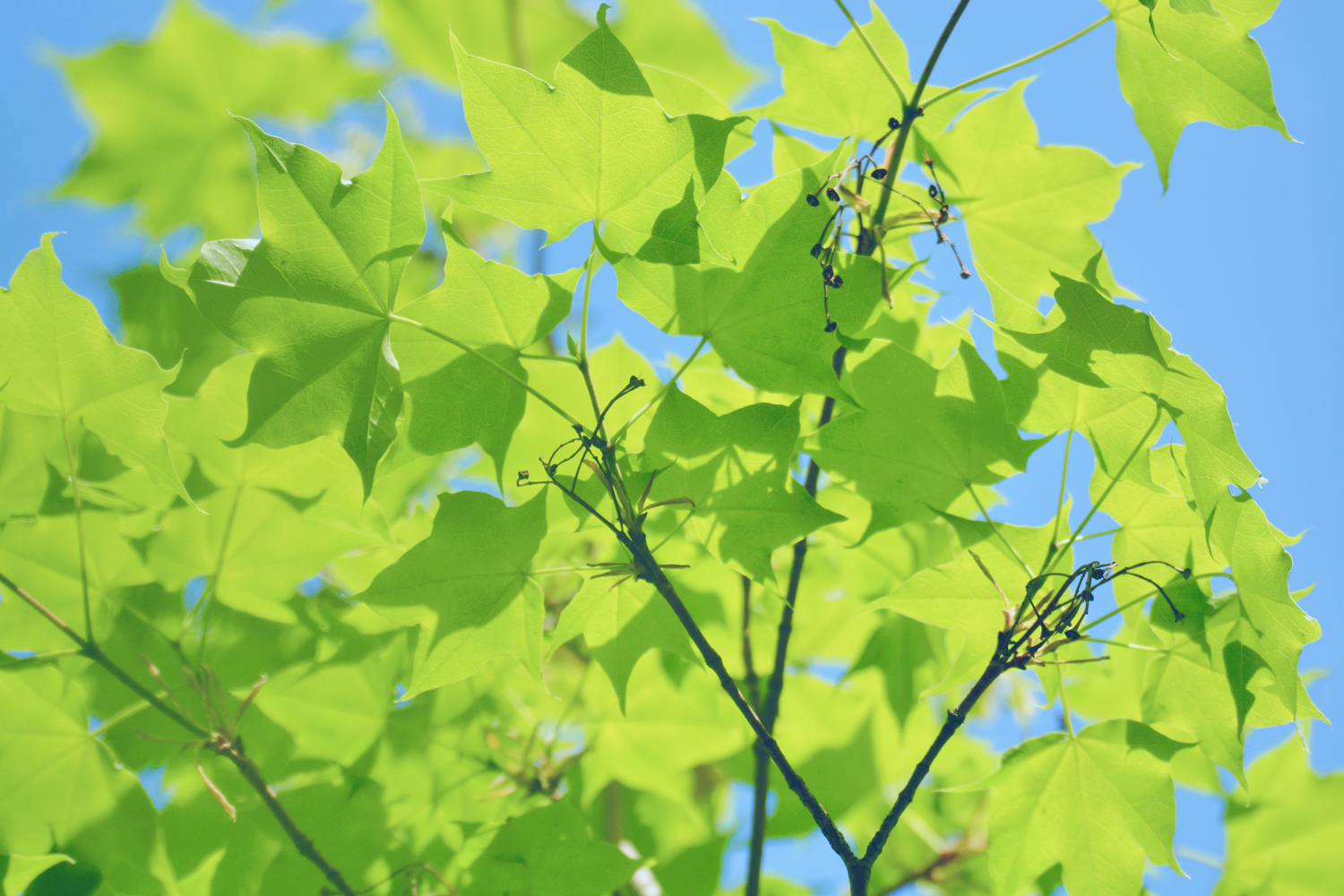 春天五角枫的树叶原创摄影